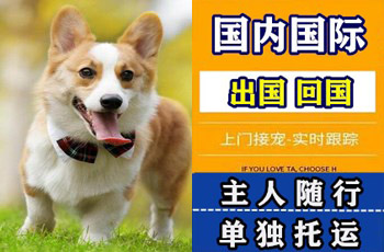 梅州市宠物托运公司梅州市宠物托运公司梅州市宠物托运公司