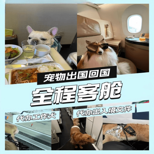 梅州市宠物托运到白俄罗斯宠物入境规定和要求